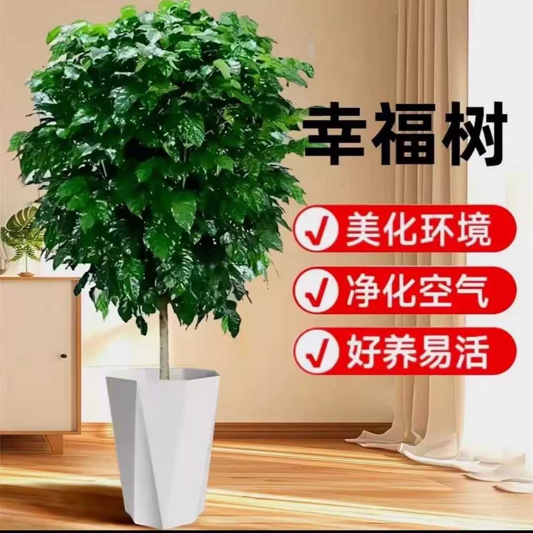100-120CM棒棒糖幸福树绿宝树室内大型绿植净化空气绿植盆栽