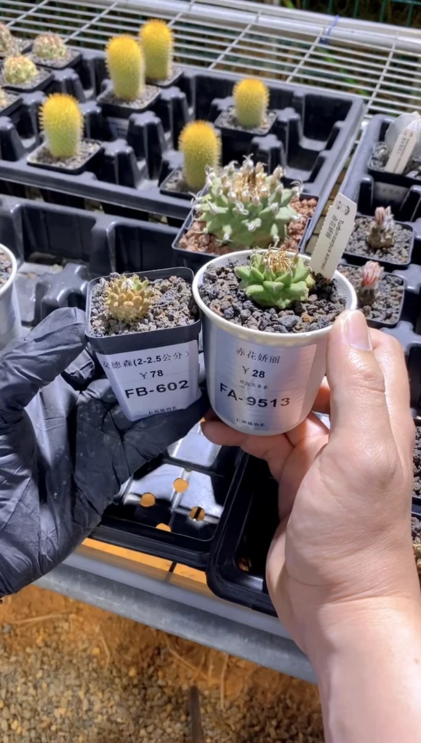 【闪购商品】安德森FB602+赤花娇丽FA9513