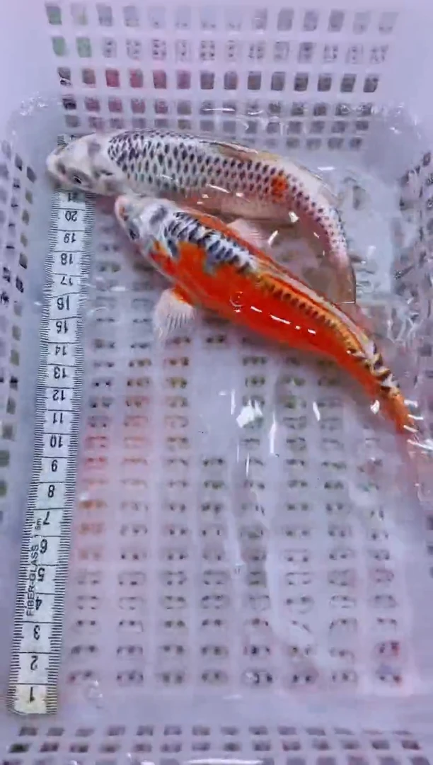 锦鲤血统锦鲤全场包邮175