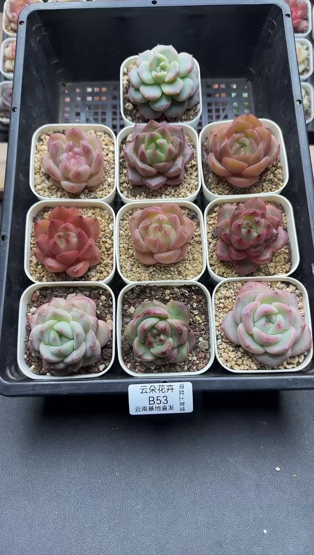 珍妮杂交多肉A53