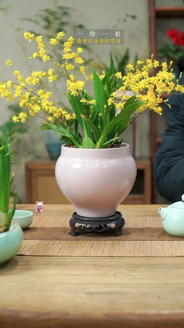 完全开放迎*风文心兰118