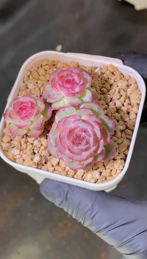 2427 纳格兰3-4厘米 量拍发一颗