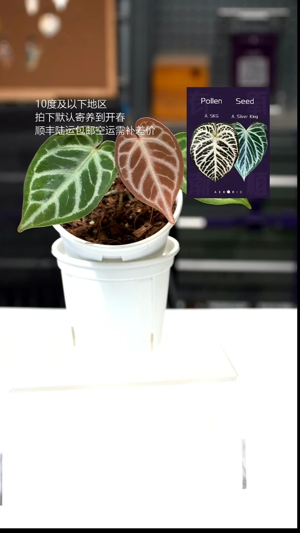 完全开放020-闪烁1.0