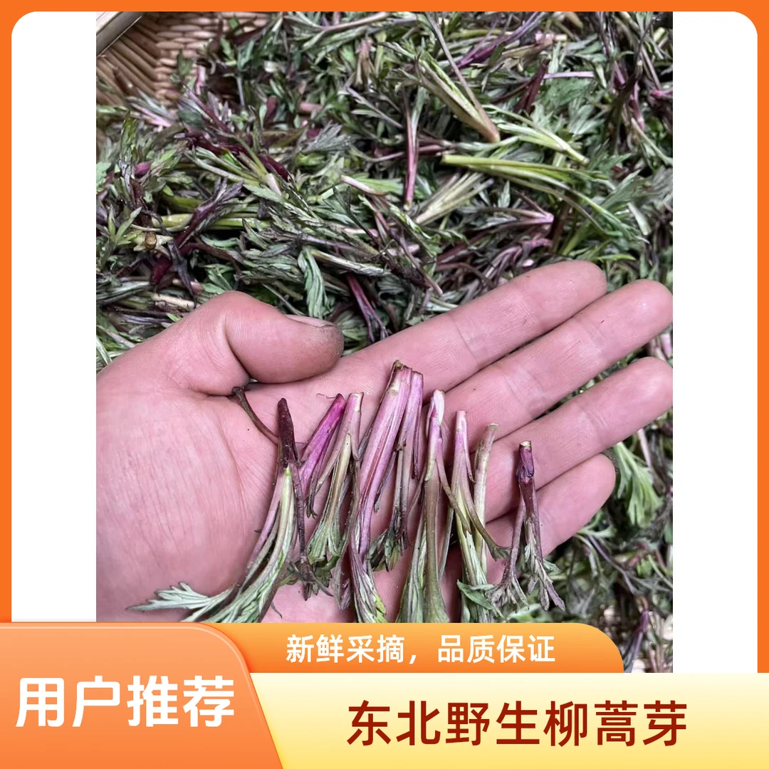 东北纯野生柳蒿新鲜现采2斤 顺丰包邮