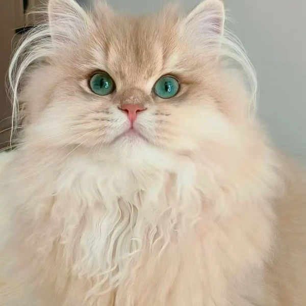 【开心家的喵】渐层稀有色猫咪