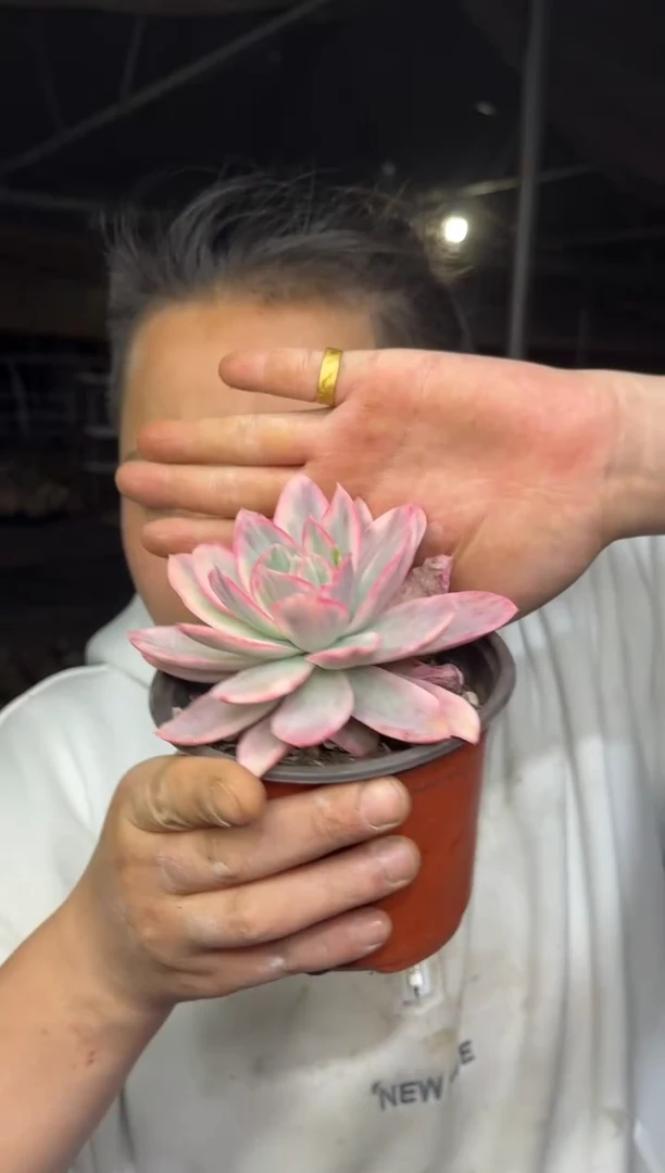 【闪购商品】52-绮罗粉锦10CM7.8