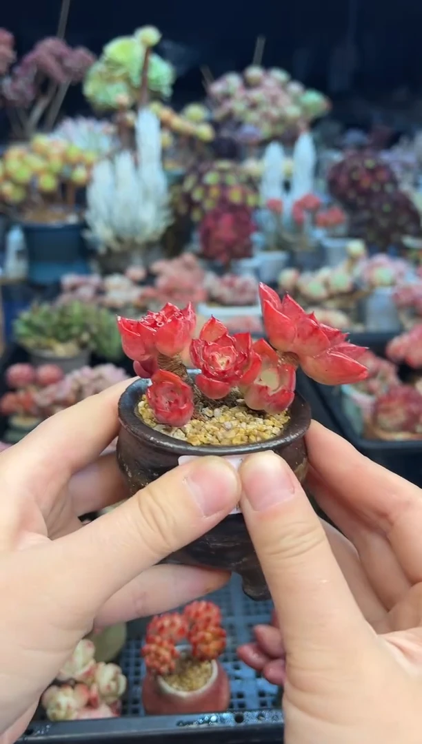 【闪购商品】12不带盆