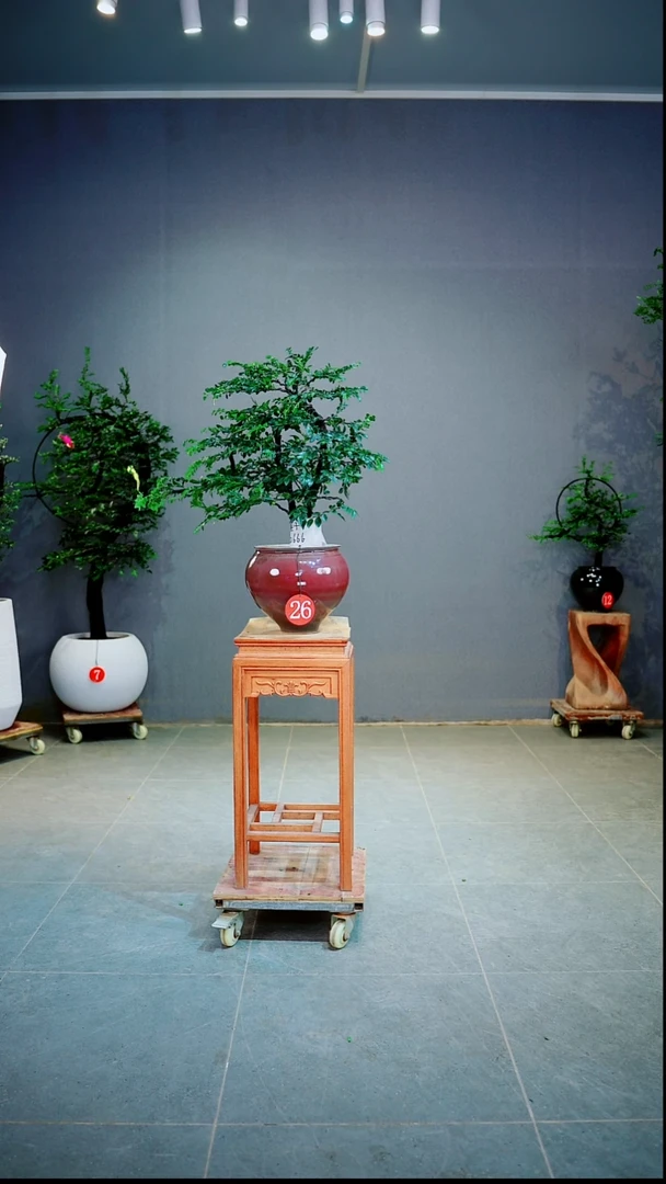 当前无花朵，栽培后可花朵莲*一物一拍绿植
