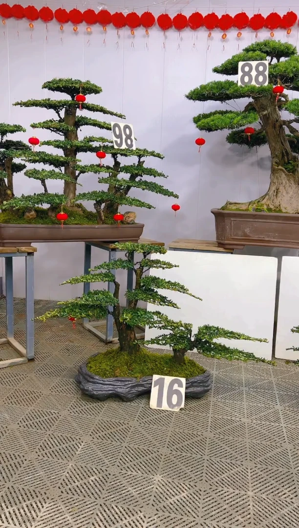 【闪购商品】盆景1