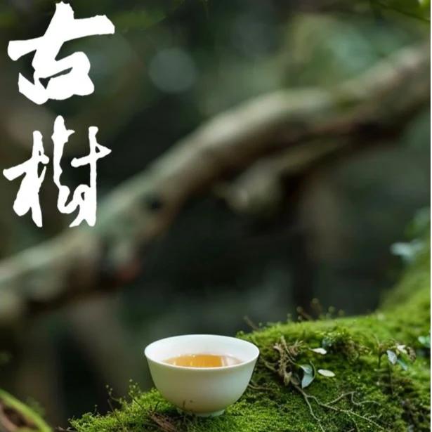 [饼茶 · 大礼包] 古树茶  普洱茶 （生茶 357克/饼（以直播间为主）