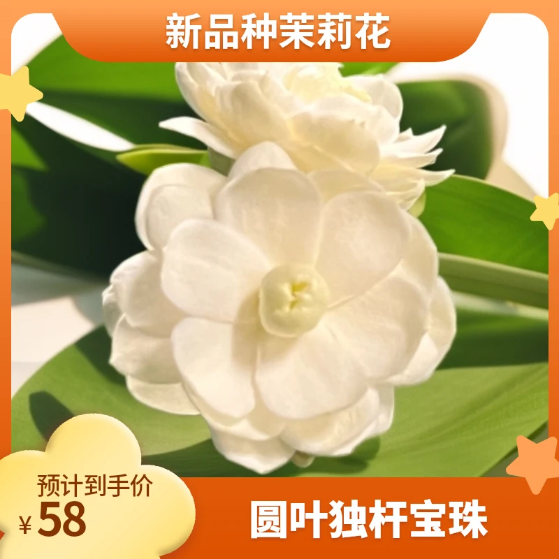 【圆叶宝珠】广西横县新品种茉莉花盆栽老桩高颜值多花苞产地直销