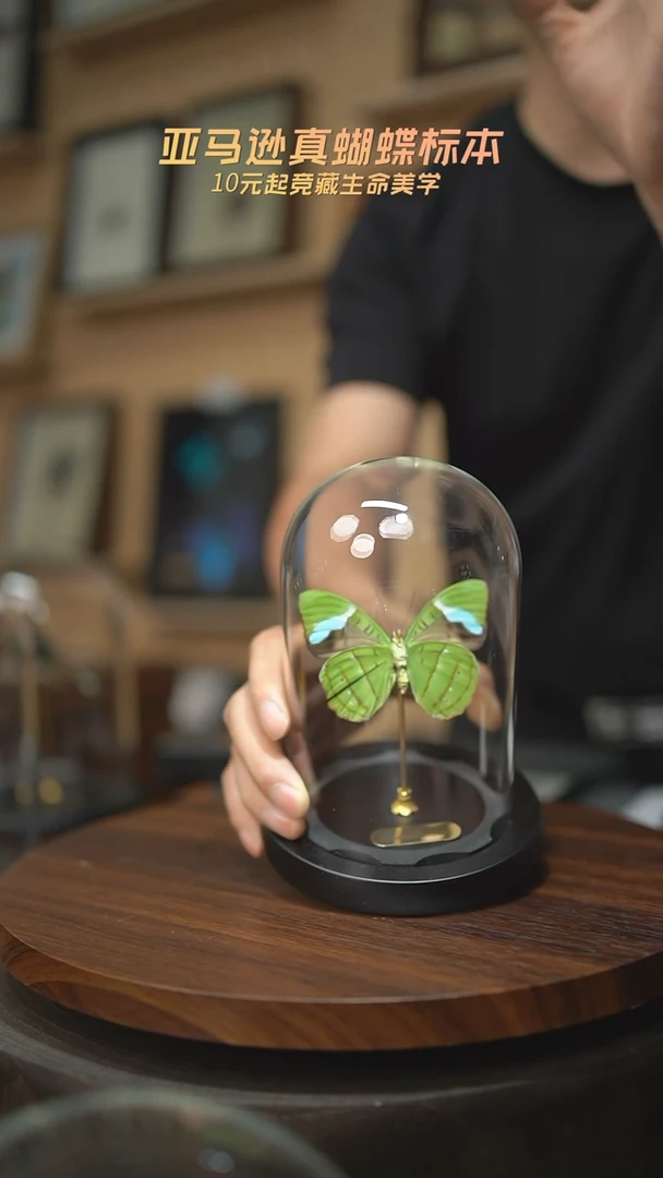 有机玻璃蓝带鸭反面小号玻璃罩