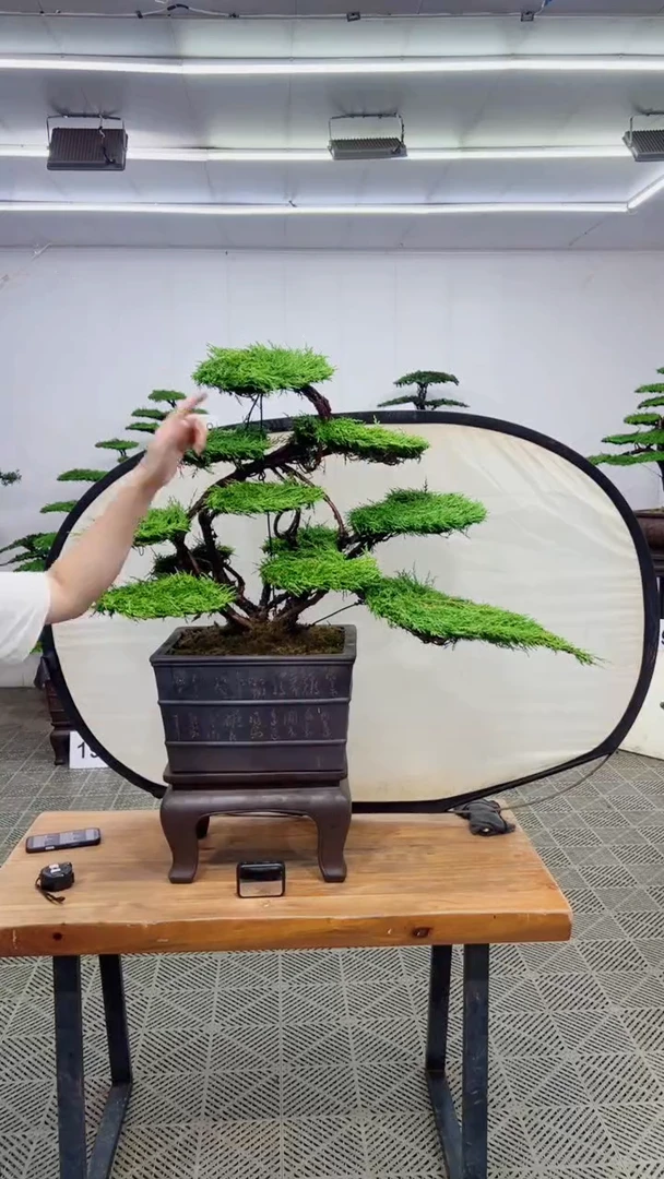 无花朵造型盆景一物一拍