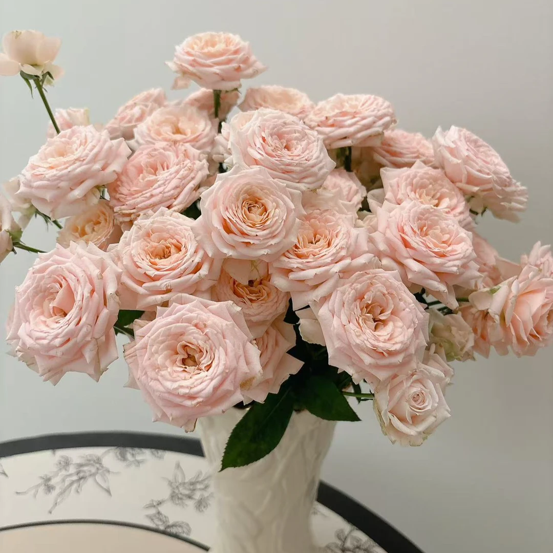 【懒洋杨】 珍妮贝尔 多头玫瑰遇水即炸对新手友好云南斗南基地直发