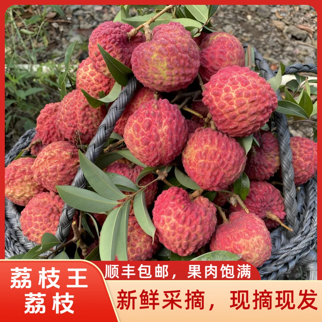 广东茂名高州桂味王荔枝新鲜现摘应季水果果园直发顺丰包邮