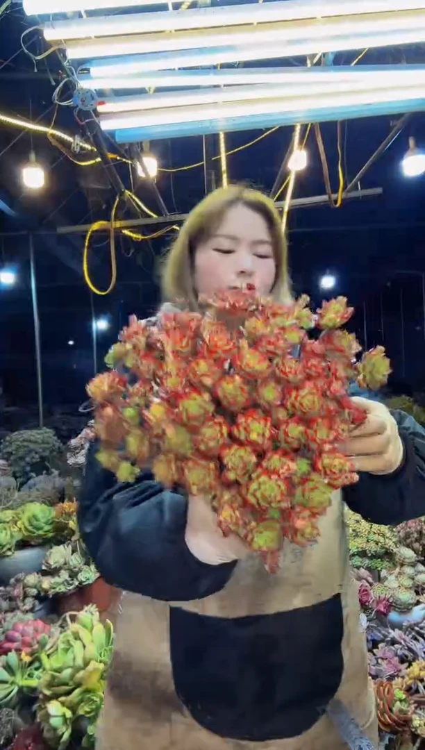 【闪购商品】蒂亚脱土包邮