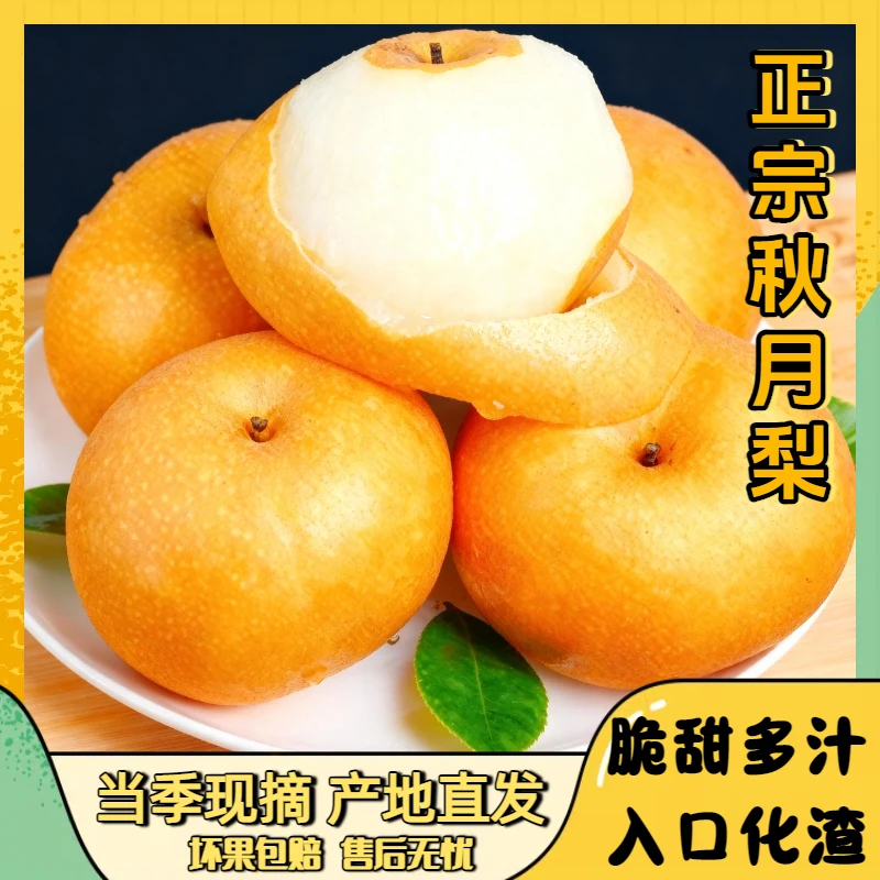 正宗山东秋月梨当季新鲜水果脆甜多汁皮薄细腻润喉生津产地直发