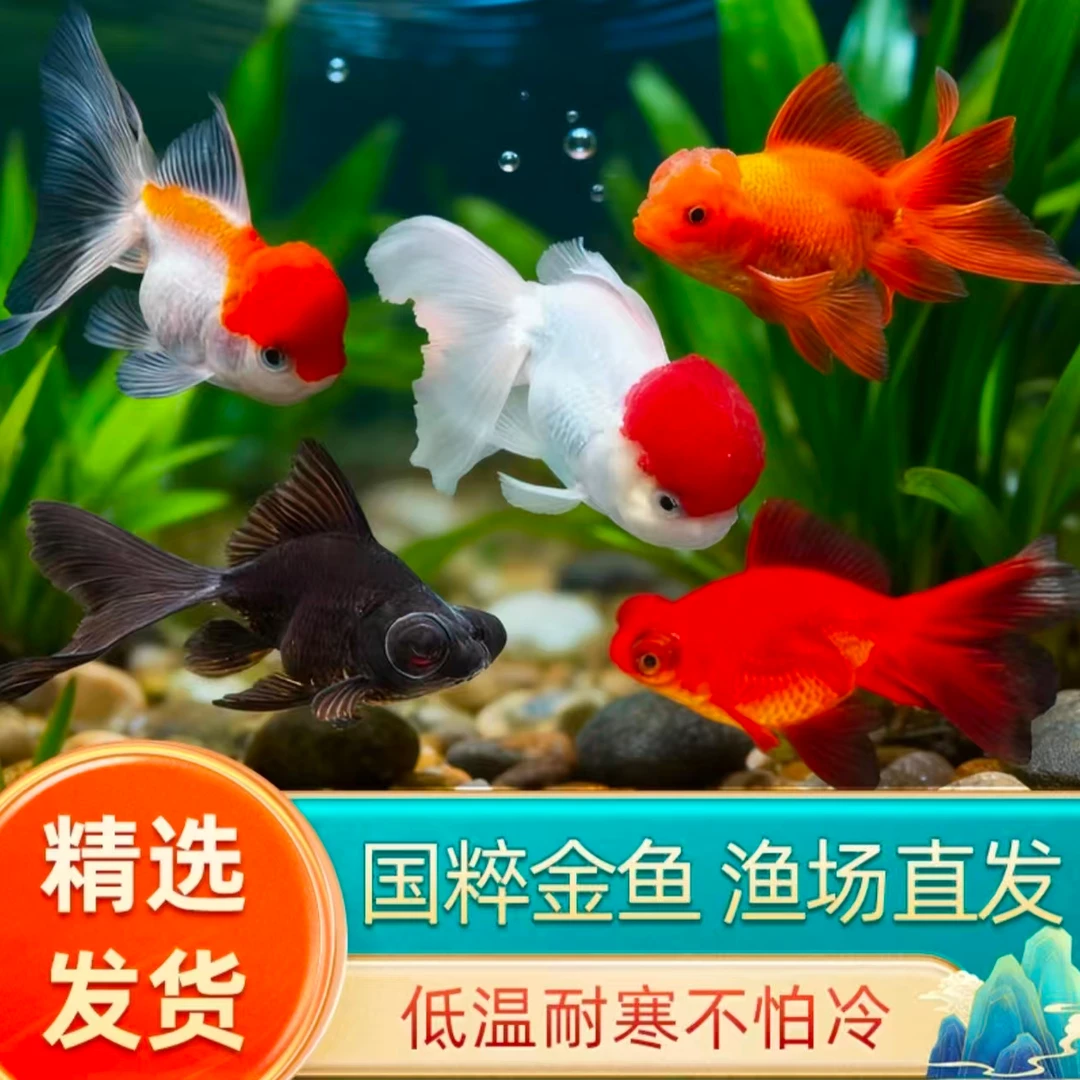 【福利观赏金鱼】8-10cm大尺寸5条丹顶红狮黑红龙睛冷水鱼好养包邮