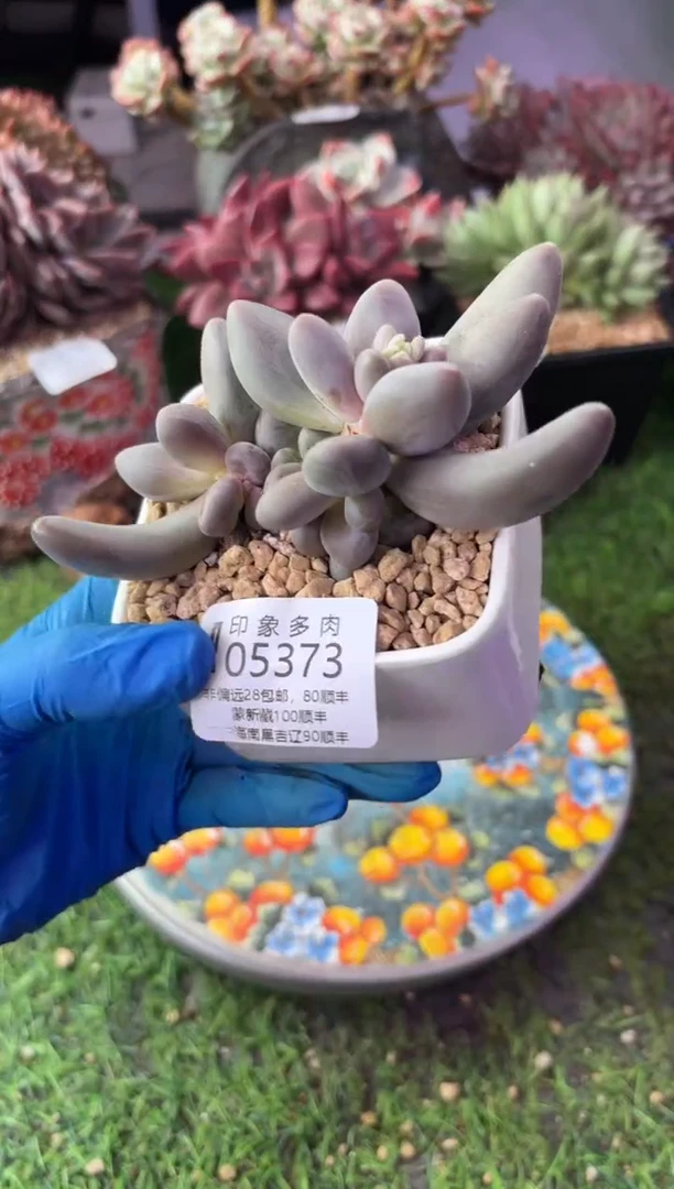 昆明印象多肉05373