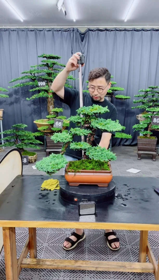 无花朵珍珠柏盆景...