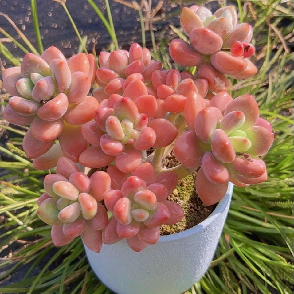 慢悠花房洛神群生办公室绿植园艺盆栽花卉庭院多肉植物七夕鲜花