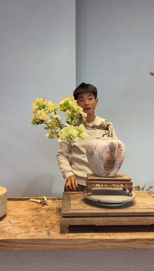 以实际为准三角梅2