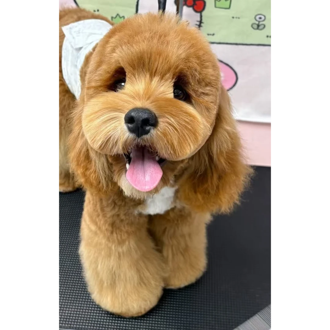 （麒麟枫火）T狗狗活体
