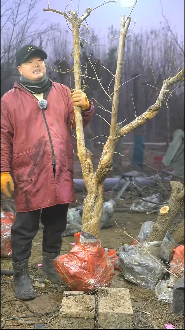 完全开放石榴316