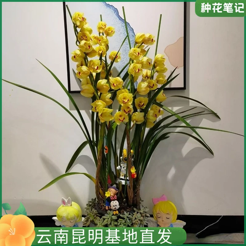 【黄金万两直兰】大花蕙兰花带花苞春节精品拱兰带花箭好养活年宵