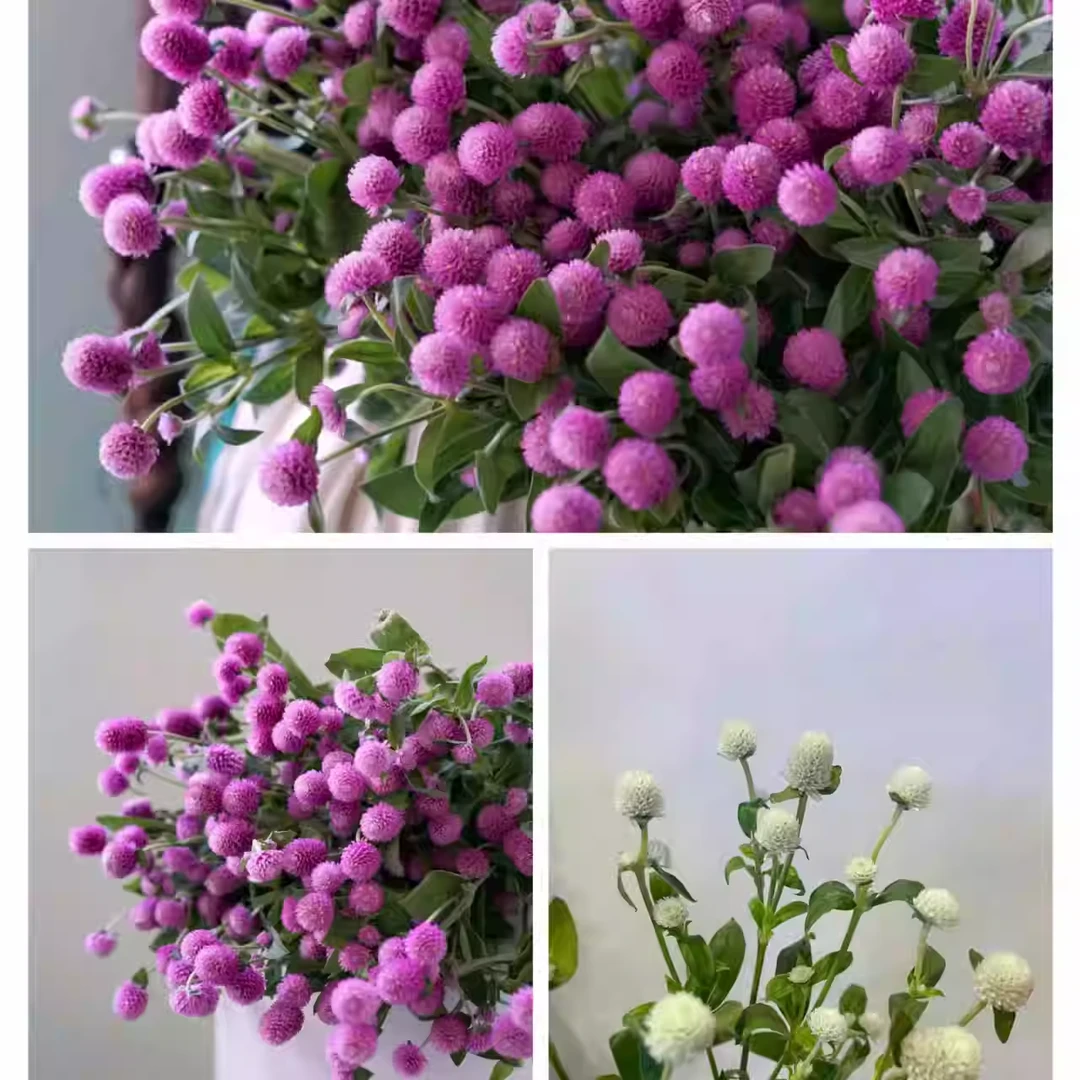 【一品花集】【千日红】白色+粉色各一扎 云南昆明基地发货家用鲜花