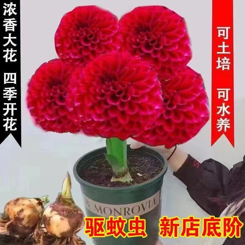 【月月开花】紫东来盆栽绿植花卉大全南北好养室内外阳台植物好养