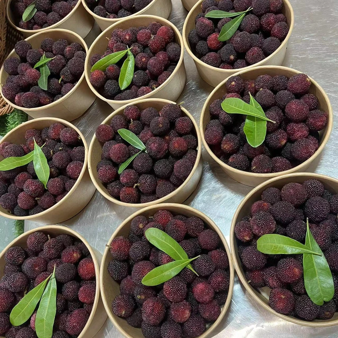 东魁杨梅 新鲜漳州杨梅（500-1000克）