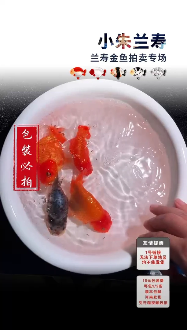 金鱼 包装必拍未拍顺丰到付64号