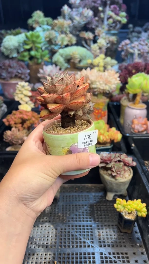 吞****吐736          不带盆