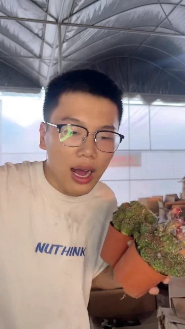 2颗 丽花 群生【带根】不指定带花苞