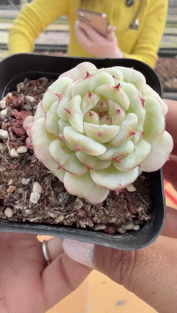 东云多肉园新款-101