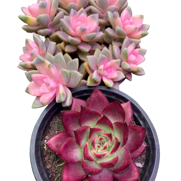 血钻罗宾单头 浪漫樱花锦带盆土 2盆 好养庭院阳台 多肉植物