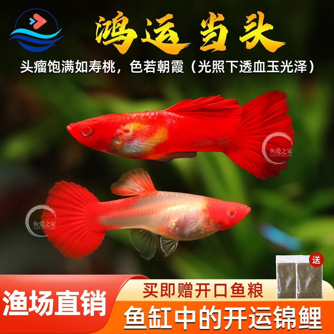 鸿运当头孔雀鱼红头凤尾鱼热带小型鱼好养活观赏鱼新手淡水鱼活体