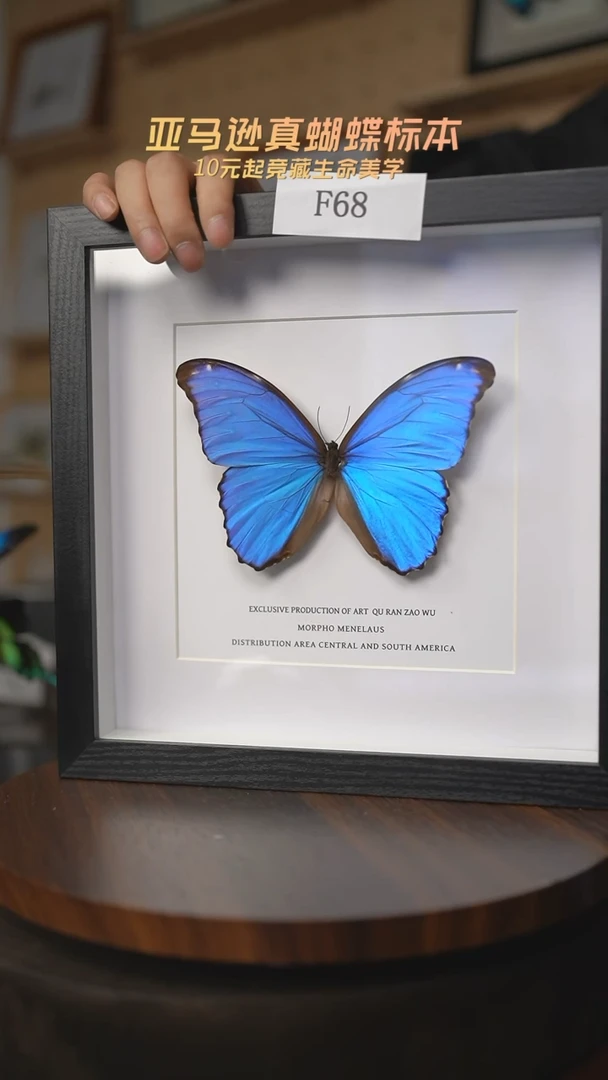 有机玻璃养****哥蝴蝶标本F68
