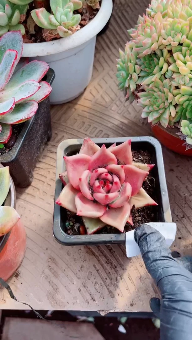 記****ゝ多肉植物一物一拍28150