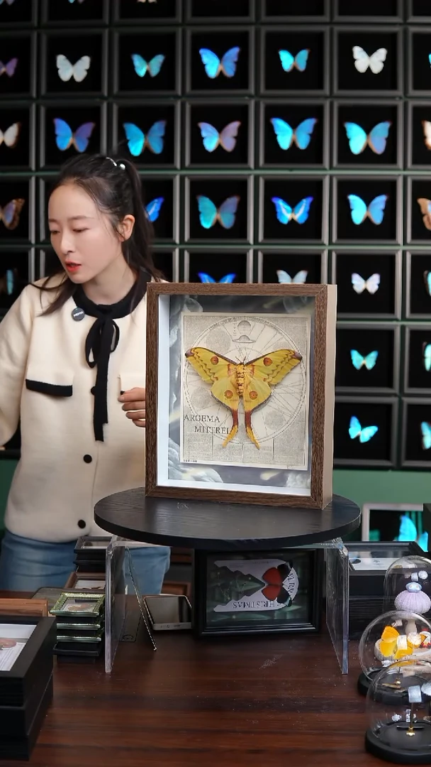 彗星尾大蚕蛾标本H364