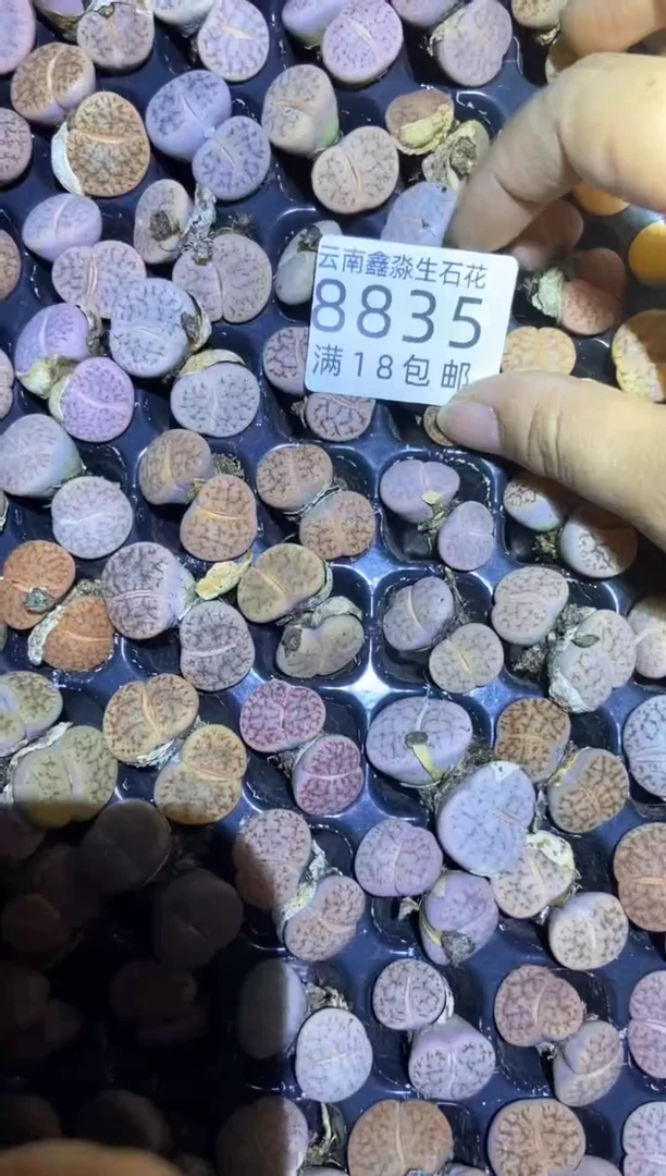 【闪购商品】8835特价曲玉发货4颗量拍