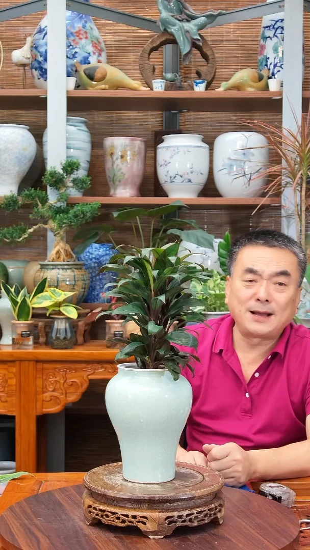 无花朵用****3水之韵水培朱蕉