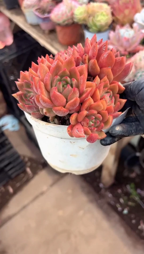 心***️多肉植物一物一拍10349