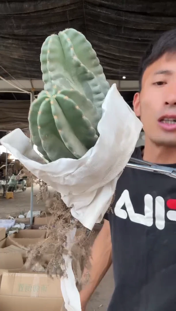 双头微刺虾16.99