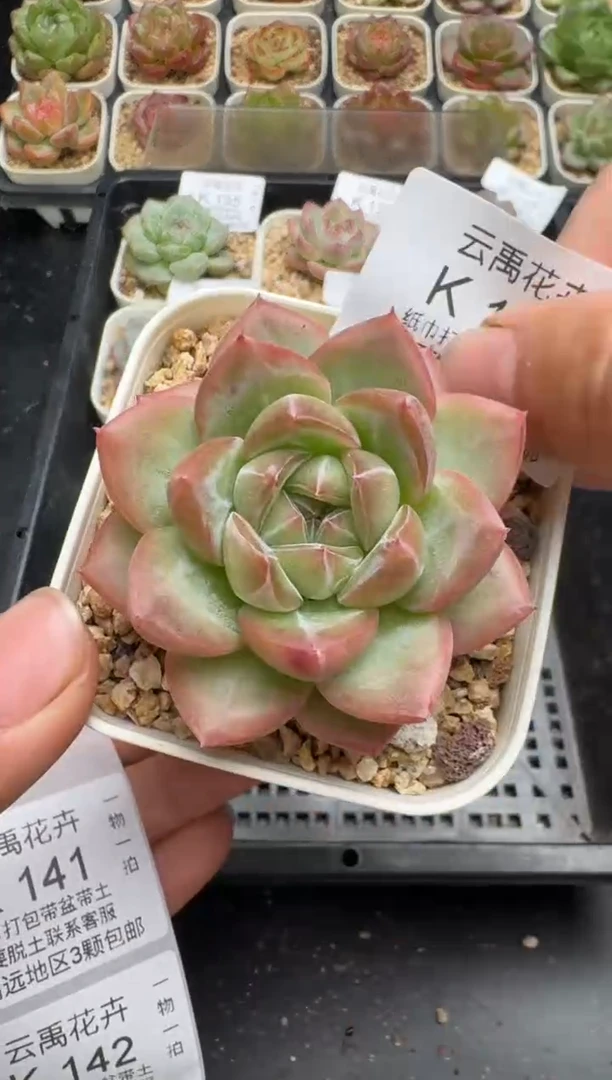 140K云禹多肉植物 带盆土纸巾打包 当天拍3颗包邮