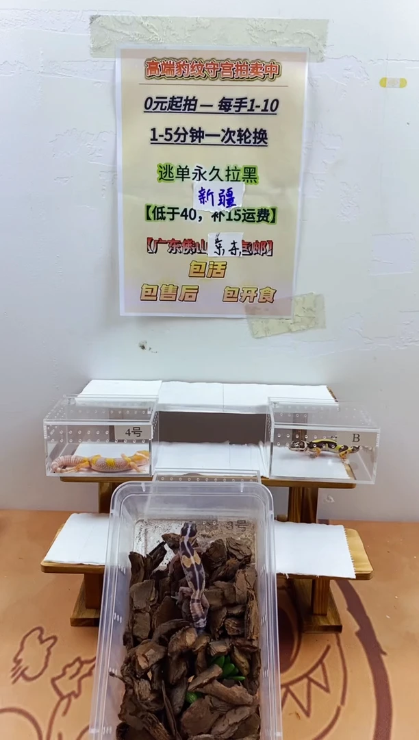 豹纹守宫豹纹守宫幼苗亚成体成体肥尾