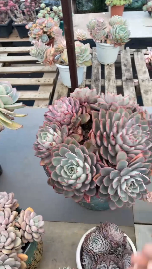 【闪购商品】24赫拉