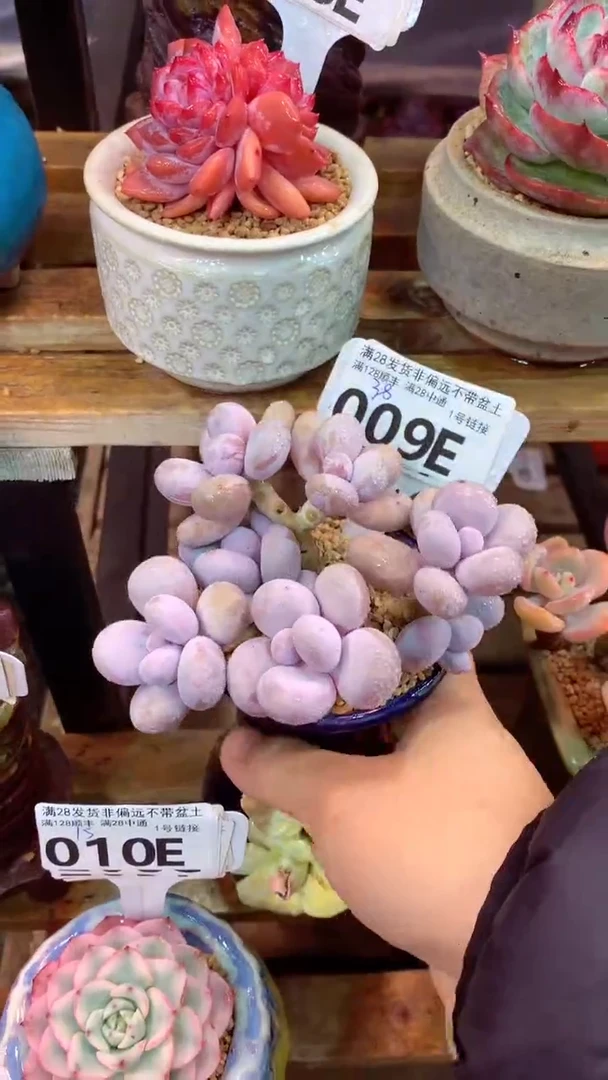 009E（一物一拍实付满28发货，默认不带盆土）