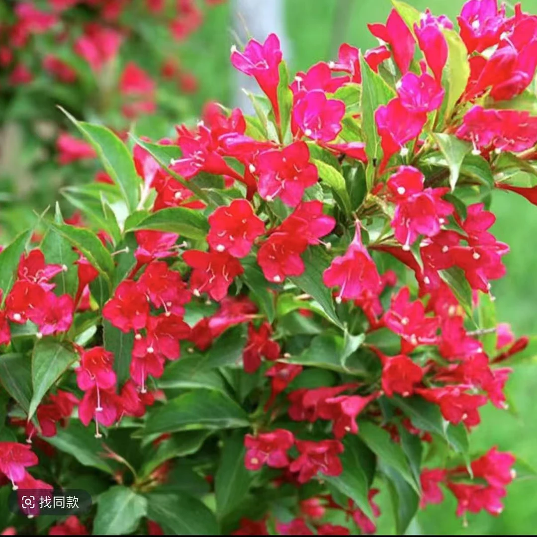 红王子锦带苗绿篱植物耐寒锦带花庭院绿化苗木植物工程用苗地栽苗